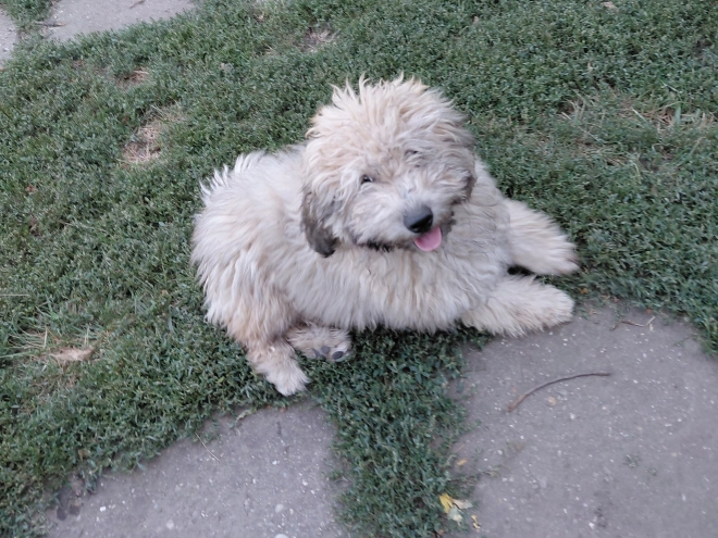 Puli puppy for sale